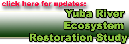 image - click for Yuba River Ecosystem Restoration Study info