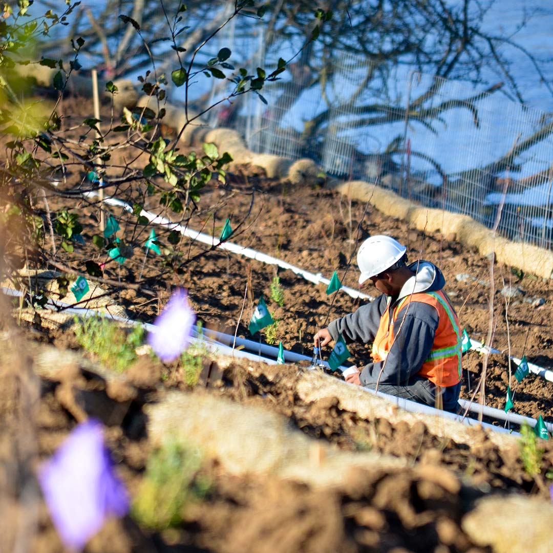 Sacramento River Bank Protection