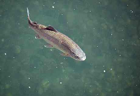 image - salmon at Daguerre Point Dam