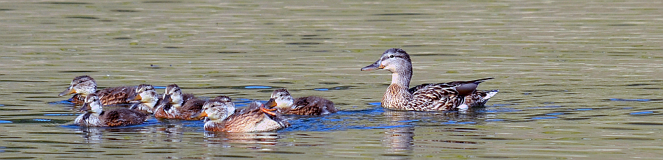image - a family of ducks at Pine Flat Lake