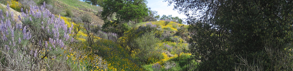 image - wildflowers at Stanislaus River Parks